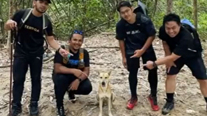 Illustration : La vidéo d'un chien errant accompagnant un groupe de randonneurs devient virale