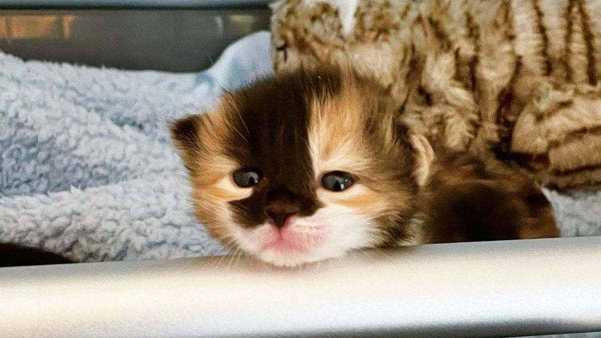 Illustration : "Trouvé dans la rue à l'âge de 2 jours, ce chaton ouvre les yeux pour la première fois et découvre la vie"