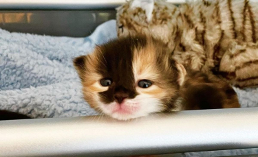 Illustration : "Trouvé dans la rue à l'âge de 2 jours, ce chaton ouvre les yeux pour la première fois et découvre la vie"