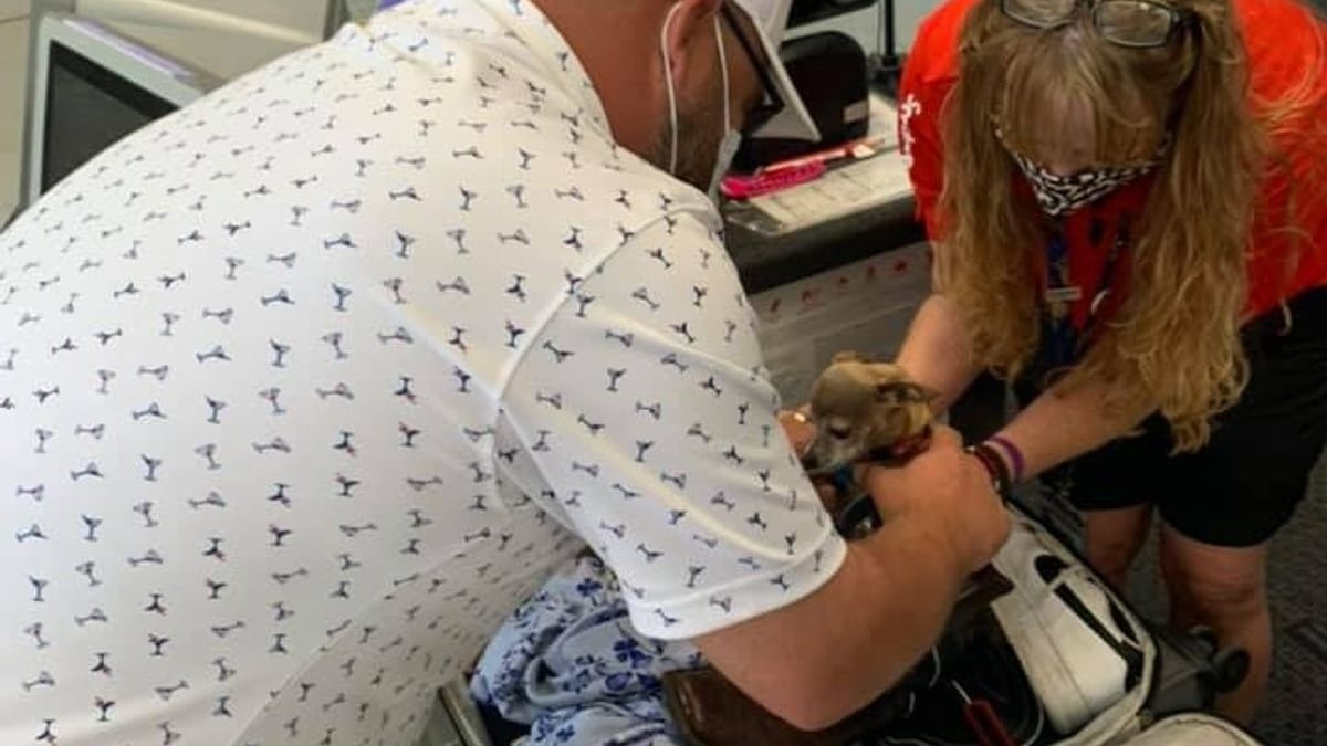 Illustration : "La surprise d'un couple de voyageurs découvrant son Chihuahua dans une valise lors de l'enregistrement à l'aéroport !"