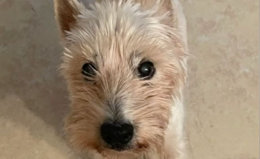 Illustration : "Un chien de 15 ans malentendant disparaît. 331 jours plus tard, une publication sur Facebook redonne de l'espoir à sa famille "