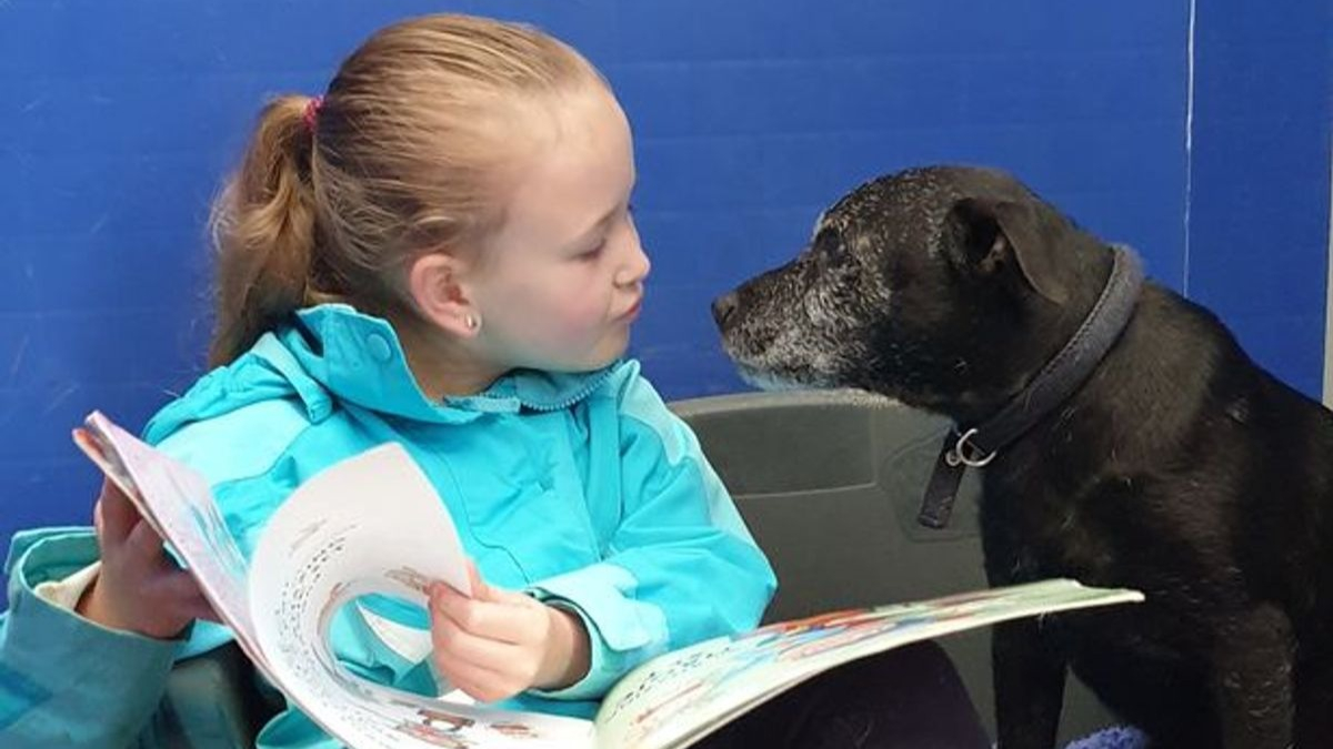 Illustration : "Une petite fille se donne pour mission d'aider les animaux effrayés et nerveux d'un refuge en leur lisant des histoires (vidéo)"