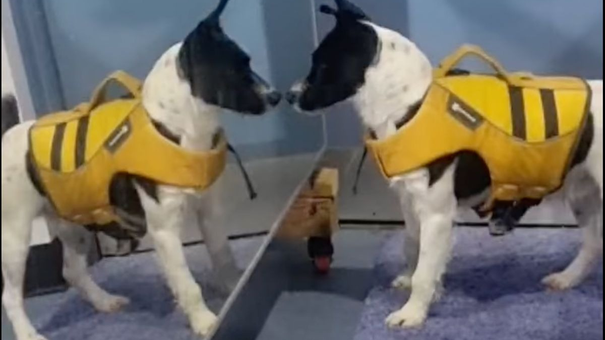 Illustration : "Enfermé pendant des mois dans une caisse, ce chien découvre pour la première fois son reflet dans un miroir (vidéo)"