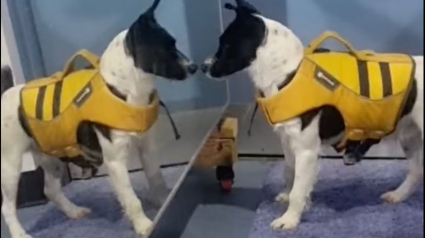 Illustration : Enfermé pendant des mois dans une caisse, ce chien découvre pour la première fois son reflet dans un miroir (vidéo)