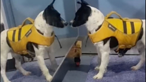 Illustration : "Enfermé pendant des mois dans une caisse, ce chien découvre pour la première fois son reflet dans un miroir (vidéo)"
