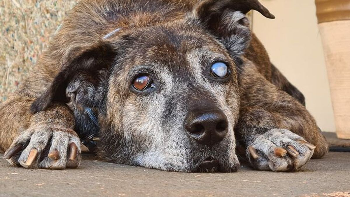Illustration : "Âgé, aveugle et amputé d'une patte, ce chien a passé 10 ans dans un refuge avant de rencontrer son âme soeur"