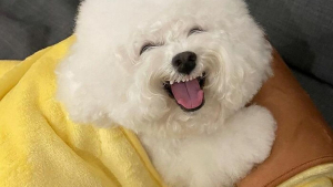 Illustration : Ces 20 photos mettant en valeur la bouille adorable d'un petit chien rendront votre journée meilleure