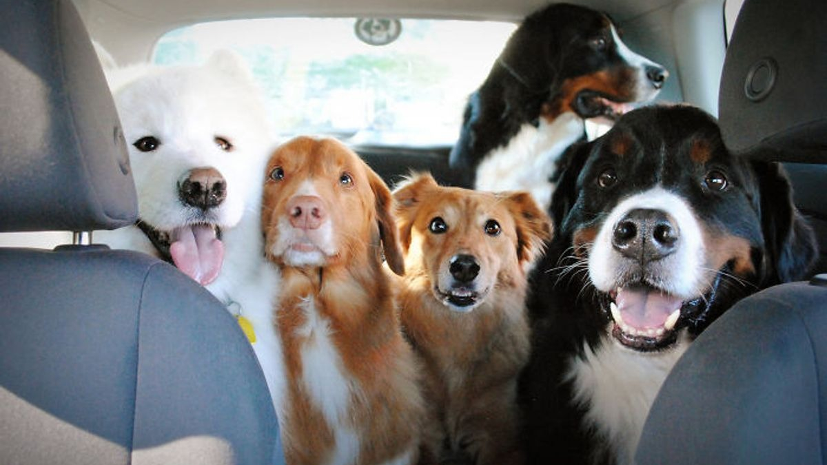 Illustration : "Ces 20 photos illustrent le bonheur des familles vivant avec plus de 2 chiens "