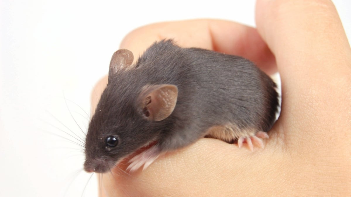 Illustration : "Comment jouer avec une souris ?"