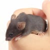 Illustration : Comment jouer avec une souris ?