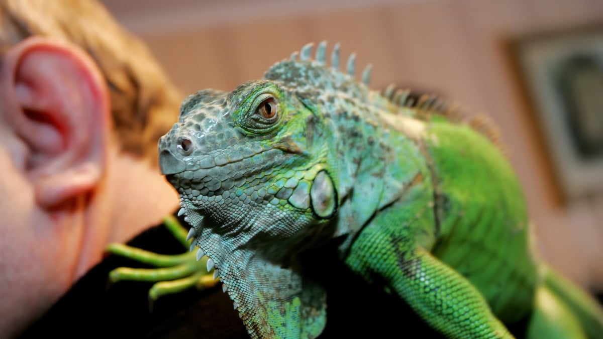 Illustration : "L'iguane est-il fait pour moi ?"
