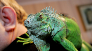 Illustration : "L'iguane est-il fait pour moi ?"