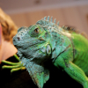 Illustration : L'iguane est-il fait pour moi ?