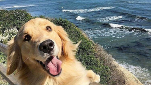 Illustration : 14 photos de chiens dont la bonne humeur est contagieuse