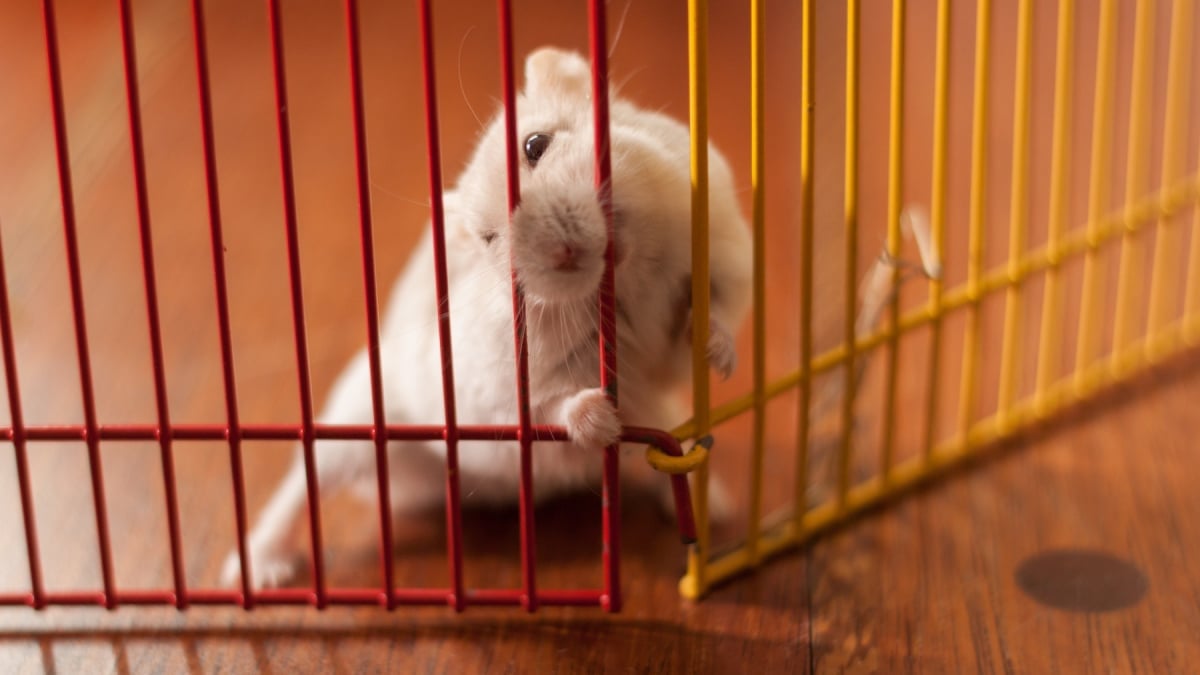 Illustration : "Pourquoi mon hamster ronge-t-il les barreaux de sa cage ?"