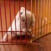 Illustration : Pourquoi mon hamster ronge-t-il les barreaux de sa cage ?