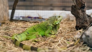 Illustration : "Adopter un iguane"