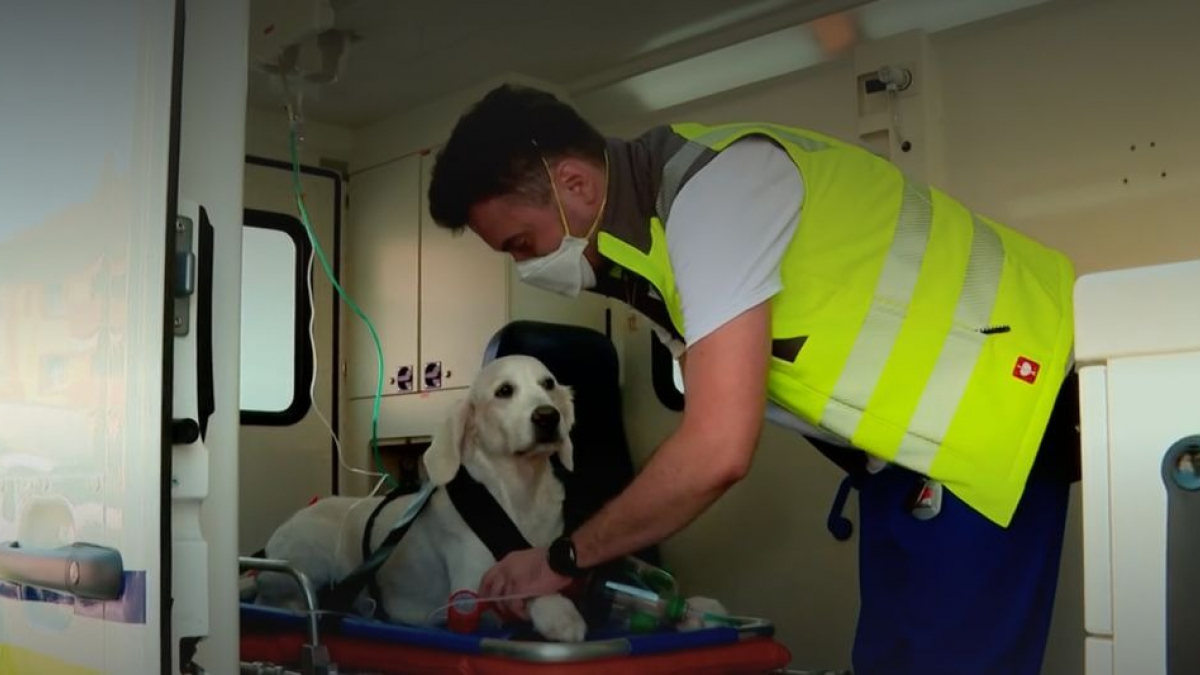 Illustration : "En Suisse, les animaux de compagnie ont droit à leur ambulance en cas d'urgence médicale"