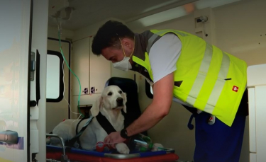 Illustration : "En Suisse, les animaux de compagnie ont droit à leur ambulance en cas d'urgence médicale"