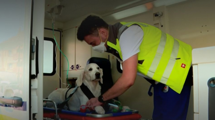 Illustration : En Suisse, les animaux de compagnie ont droit à leur ambulance en cas d'urgence médicale