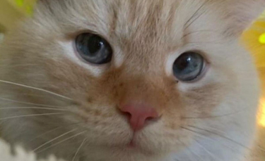 Illustration : "Abandonné dans un appartement inhabité, ce chat trouve le courage de vaincre sa timidité et de commencer une nouvelle vie"