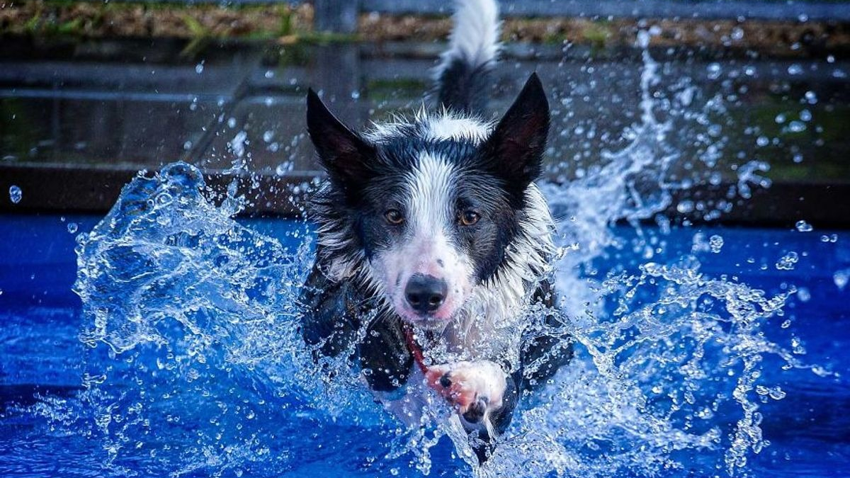 Illustration : "12 photos d'un jeune Border Collie qui profite chaque jour d'une bonne baignade"