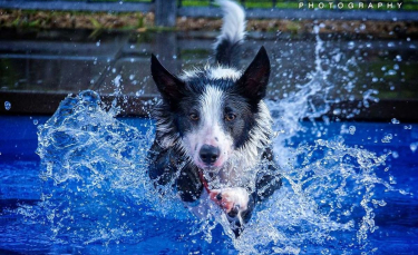 Illustration : "12 photos d'un jeune Border Collie qui profite chaque jour d'une bonne baignade"