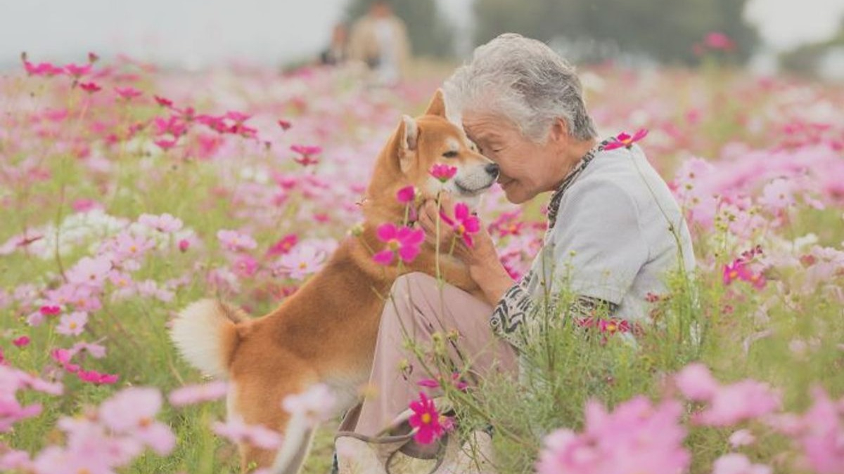 Illustration : "15 photos magnifiques et réconfortantes illustrant le lien fort entre une grand-mère et son Shiba Inu"