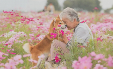 Illustration : "15 photos magnifiques et réconfortantes illustrant le lien fort entre une grand-mère et son Shiba Inu"