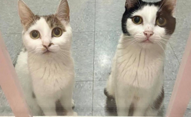 Illustration : "2 mamans de 8 chatons attendent chaque jour devant la porte vitrée du refuge pour attirer l'attention des passants"