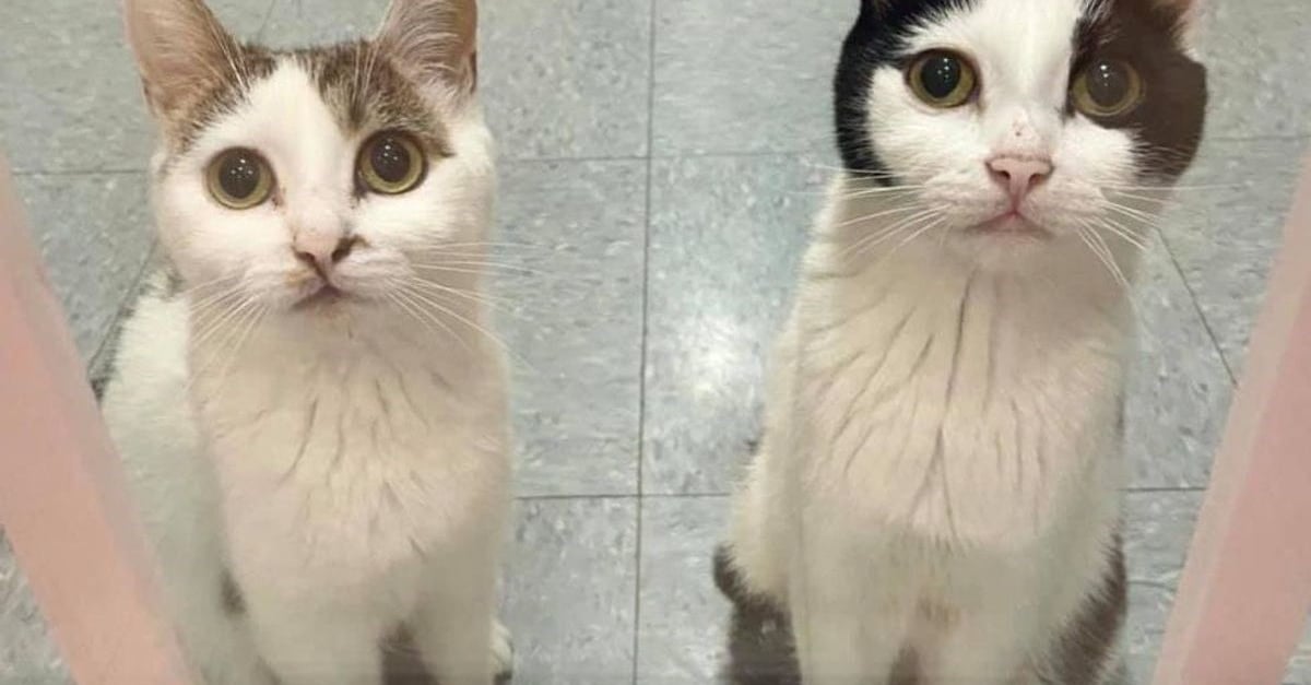 2 Mamans De 8 Chatons Attendent Chaque Jour Devant La Porte Vitree Du Refuge Pour Attirer L Attention Des Passants