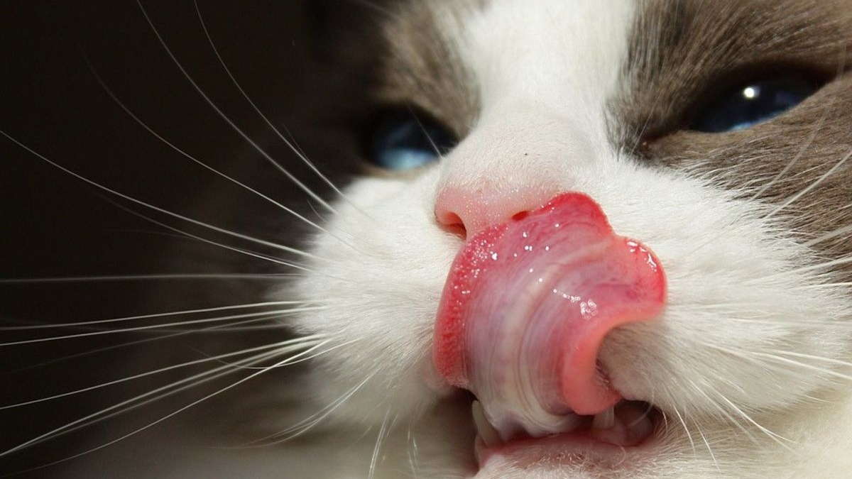 Illustration : "Les avis Japhy plébiscitent la marque française qui étend son concept d’alimentation saine et personnalisée aux chats"