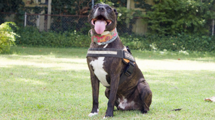 Illustration : Après avoir survécu à une tornade, un Pitbull surmonte son traumatisme et devient un héros pour les personnes en détresse