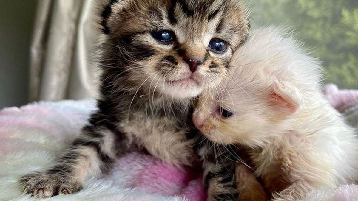 Illustration : "2 chatons orphelins sauvés de la rue à l'âge de 6 jours, grandissent ensemble en veillant continuellement l'un sur l'autre"