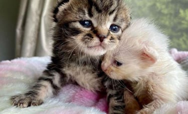 Illustration : "2 chatons orphelins sauvés de la rue à l'âge de 6 jours, grandissent ensemble en veillant continuellement l'un sur l'autre"