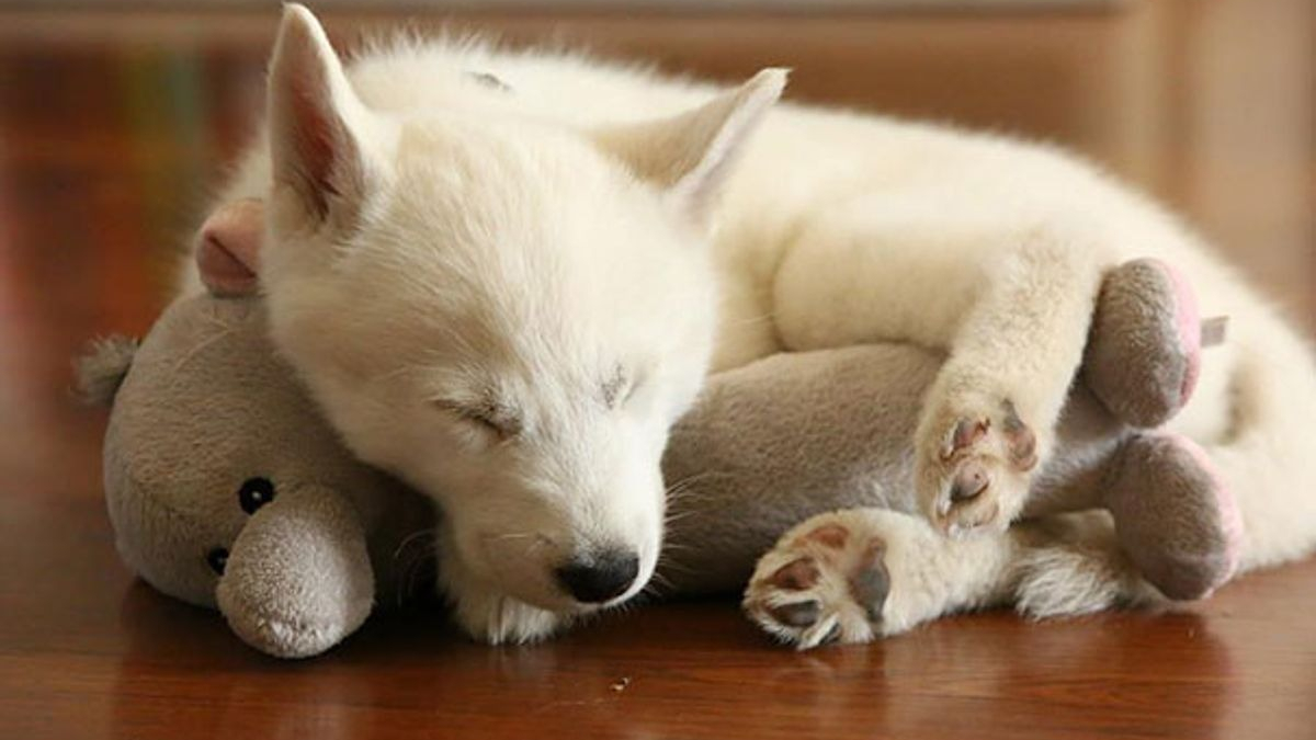 Illustration : "18 photos empreintes de douceur d'animaux dormant avec une peluche"
