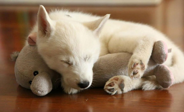 Illustration : "18 photos empreintes de douceur d'animaux dormant avec une peluche"