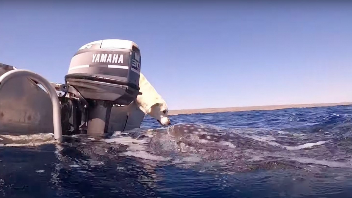 Illustration : "Une plongeuse immortalise la rencontre magique entre son Labrador et un requin-baleine (vidéo)"