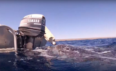 Illustration : "Une plongeuse immortalise la rencontre magique entre son Labrador et un requin-baleine (vidéo)"