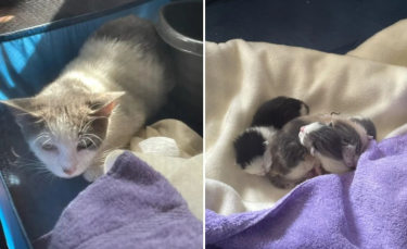 Illustration : "Sauvée avec une cinquantaine de ses congénères abandonnés, une chatte enceinte met bas peu après son arrivée au refuge"