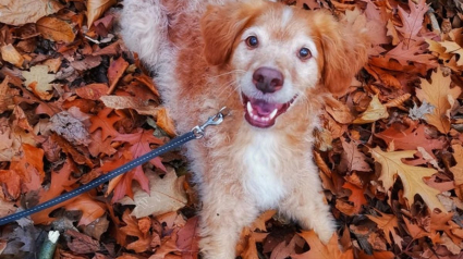 Illustration : 15 photos de chiens qui se fondent dans un joli décor automnal