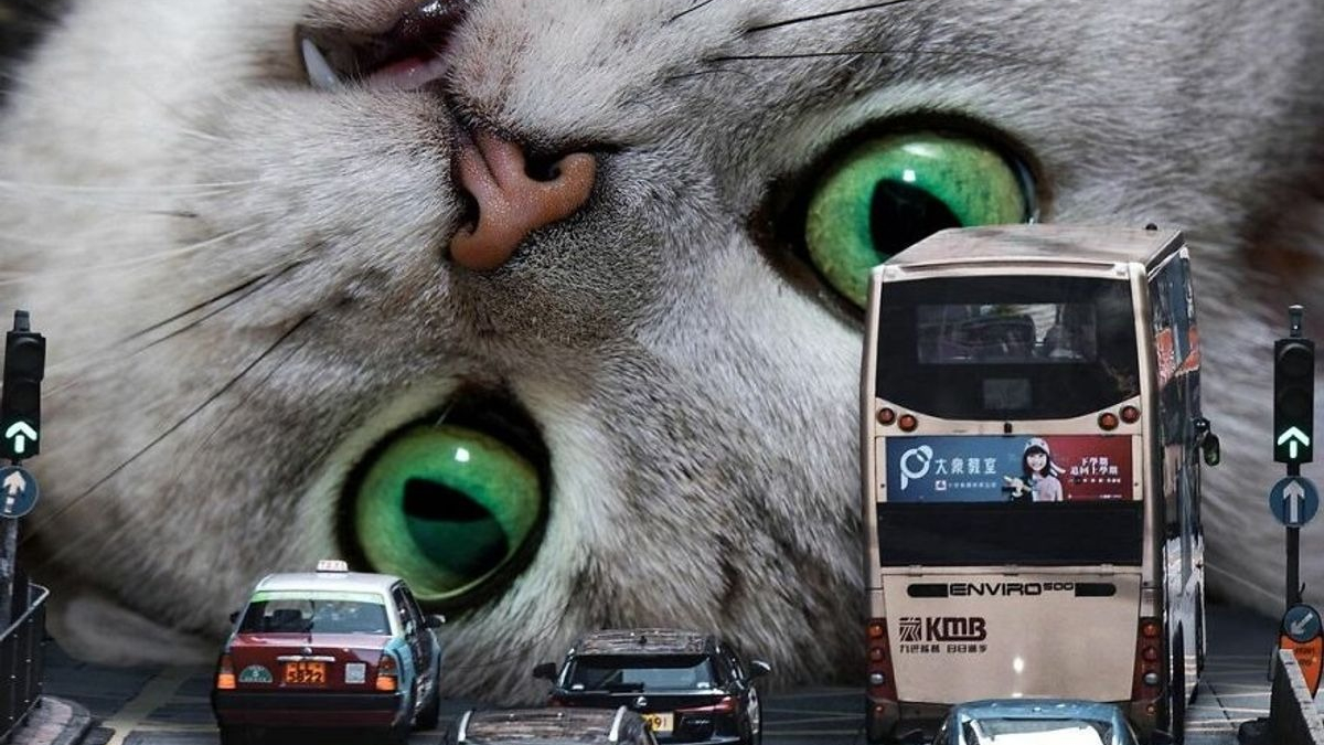 Illustration : "20 photos surréalistes de chats voyant la vie en grand "