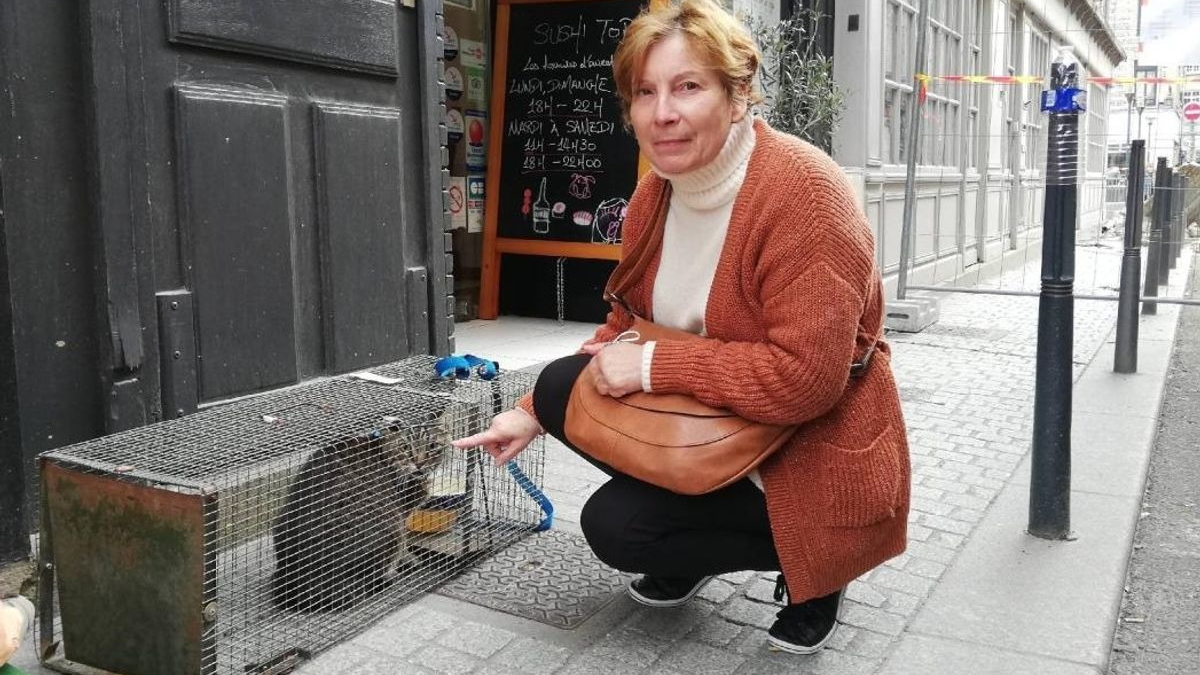 Illustration : "Le chat Marius, bloqué dans un appartement à Dieppe, a été sauvé et a pu retrouver sa maîtresse !"