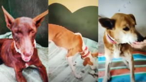 Illustration : Les chiens bloqués par la lave du volcan aux Canaries ont été mystérieusement sauvés avant l'intervention des drones