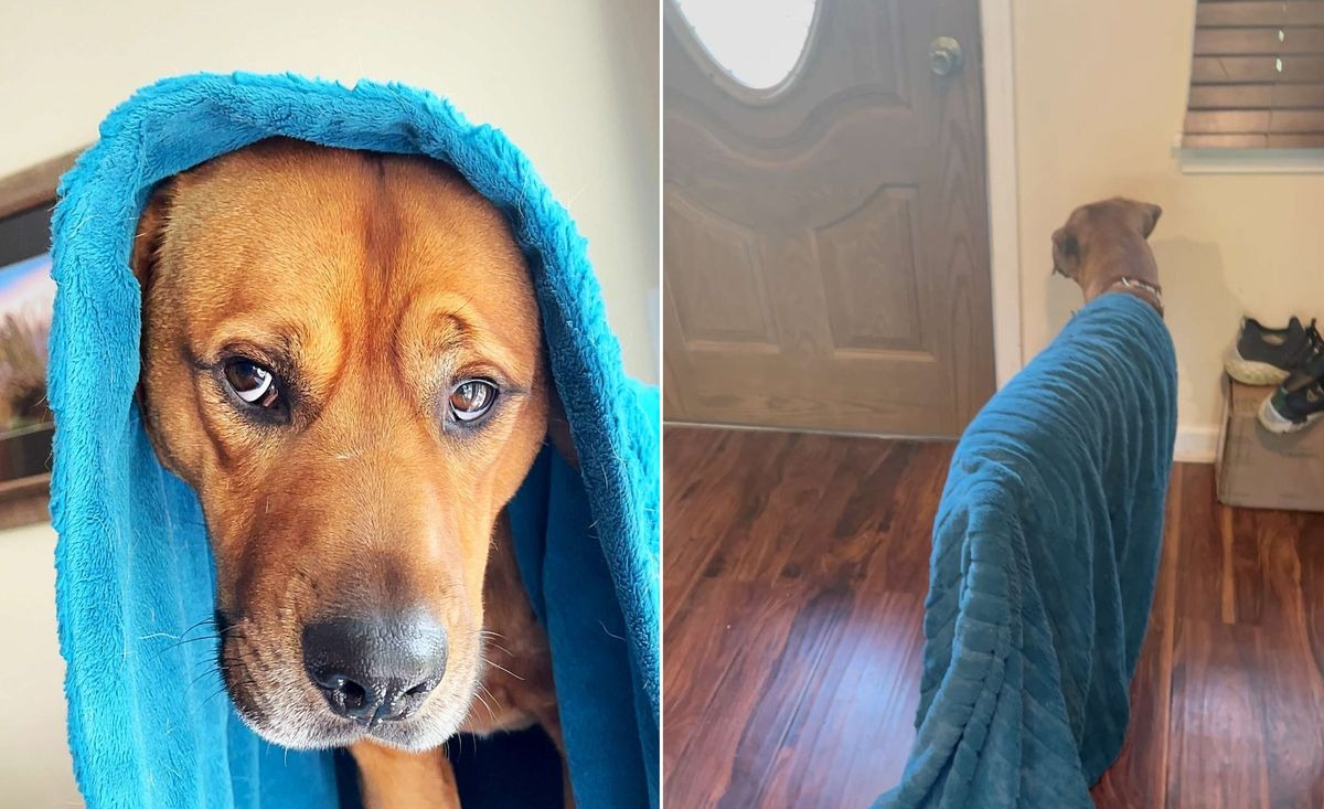 Illustration : "Un chien anxieux ne se sépare plus de la couverture bleue offerte par sa nouvelle famille, qui l'aide à se calmer"
