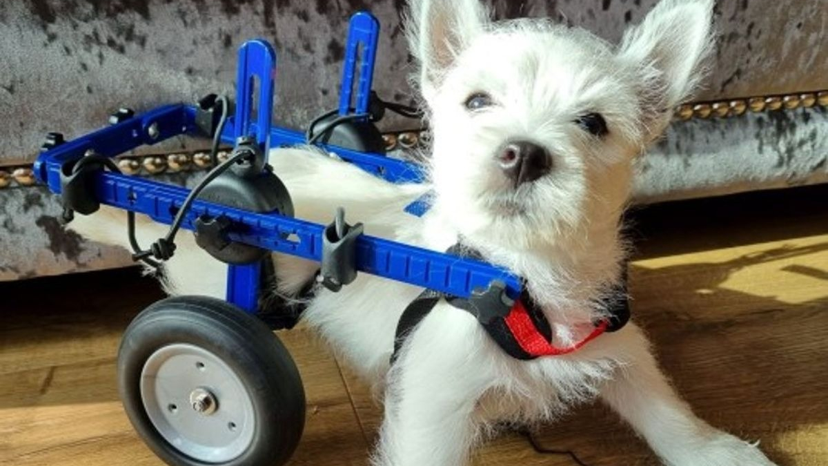 Illustration : "L'acte de générosité de milliers de personnes permet à un jeune West Highland White Terrier paralysé de se déplacer normalement"