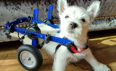 Illustration : "L'acte de générosité de milliers de personnes permet à un jeune West Highland White Terrier paralysé de se déplacer normalement"