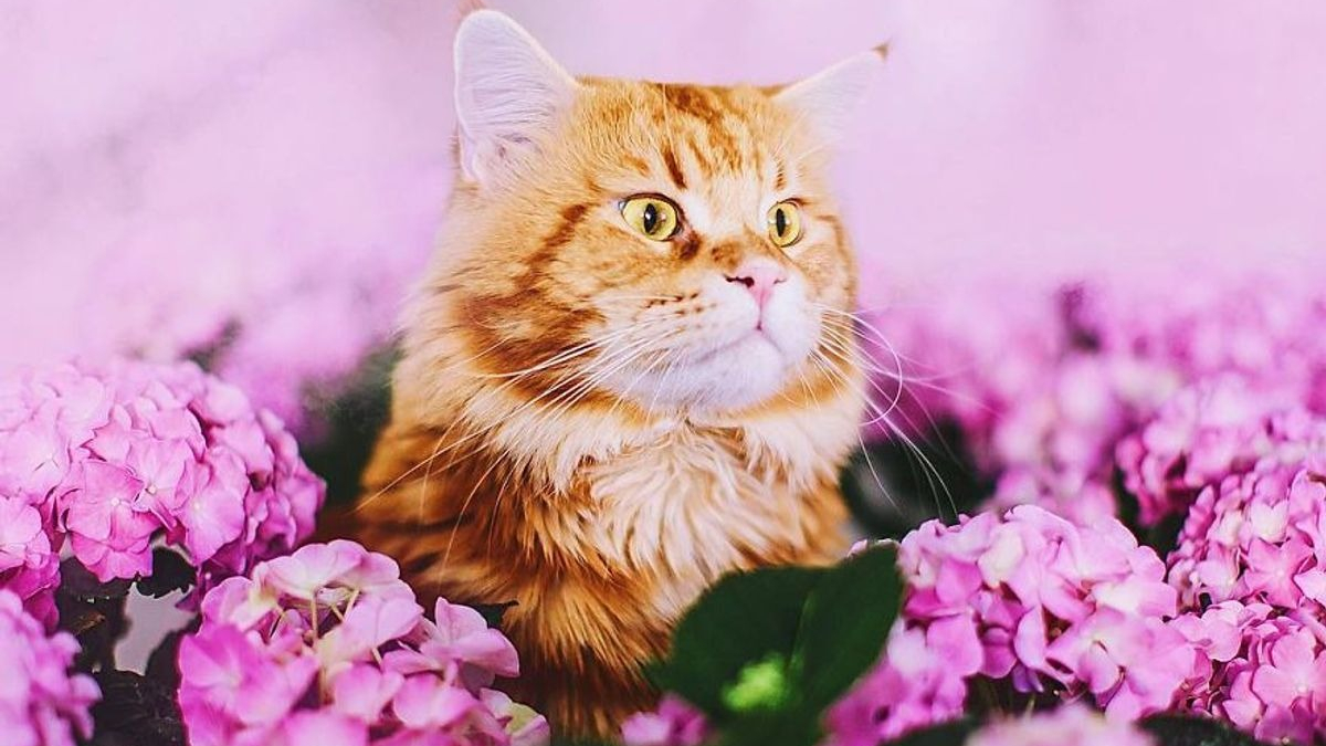 Illustration : "20 photos artistiques d'un chat roux devenu la muse de sa propriétaire"
