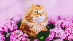 Illustration : 20 photos artistiques d'un chat roux devenu la muse de sa propriétaire