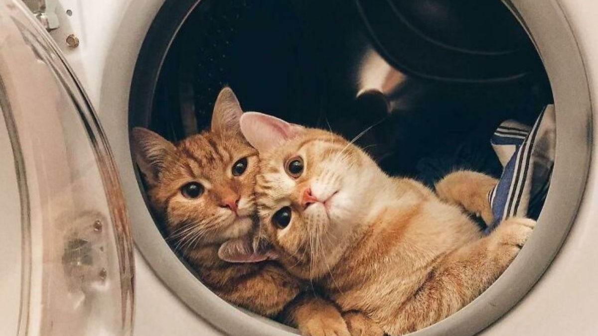 Illustration : "20 photos prouvant que 2 chats rendent la vie 2 fois plus amusante et agréable"